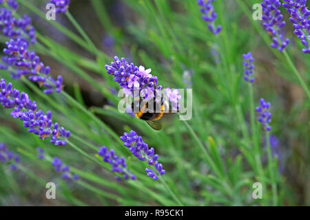 Lavendel und Bienen Stockfoto