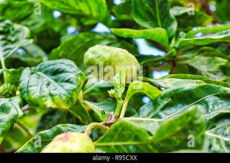 Diese einzigartige Natur Foto zeigt einen tropischen Baum Frucht mit vielen grünen Blättern. Die bld wurde in Hua Hin in Thailand aufgenommen Stockfoto