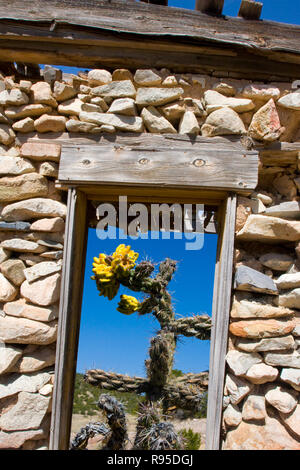 Blick auf ein Kaktus durch ein altes Holz Rahmen einer abgebrochener Haus. Stockfoto