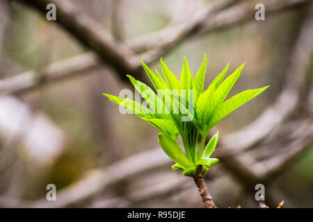 Japanese flowering cherry tree wachsende neue Blätter, Kalifornien Stockfoto