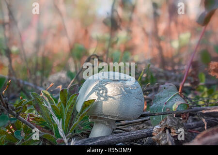 Ein champignon Pilz Agaricus bisporus wächst Gras auf der Wiese Stockfoto