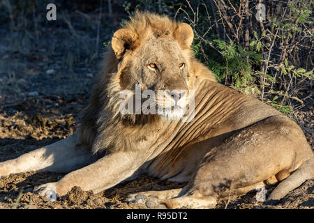 Löwe (Panthera leo) liegt im Schatten in Botswana, Afrika Stockfoto