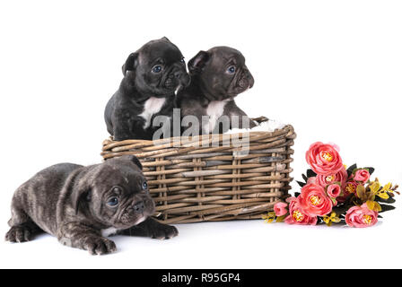 Französische Bulldogge Welpen vor weißem Hintergrund Stockfoto