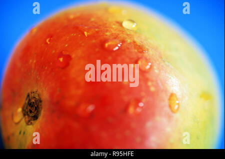 Obst, Alphonso Mango, malghas Sorte, Goa, Indien Stockfoto