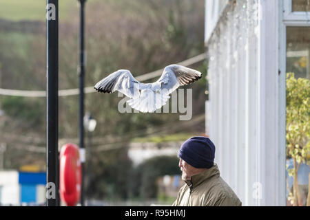 Eine schwarze Leitung Gull Chroicocephalus Ridibundus schweben über einen Mann in Trenance Gärten in Newquay in Cornwall. Stockfoto