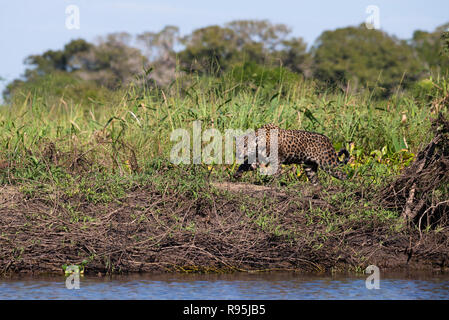 Ein Jaguar aus nördlichen Pantanal Stockfoto