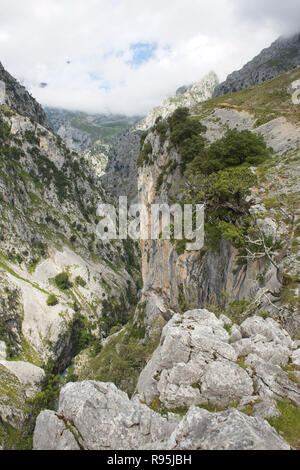 Die Cares Schlucht (Rio Cares) und pflegt Trail (Ruta del Cares), Picos de Europa, Asturien, Spanien. Stockfoto