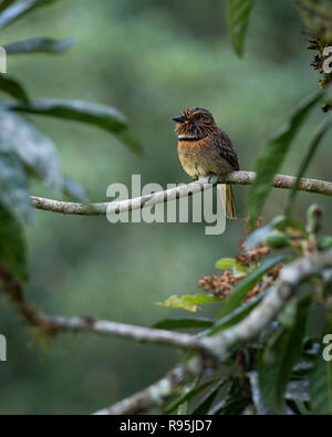 Ein Crescent-chested Puffbird (Malacoptila Striata) vom Atlantischen Regenwald von SE Brasilien Stockfoto