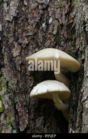 Hypsizygus ulmarius, das Elm Oyster Mushroom Stockfoto