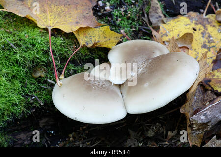 Hypsizygus ulmarius, das Elm Oyster Mushroom Stockfoto