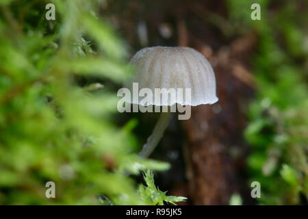 Fairy Helm Pilz, Mycena pseudocorticola Motorhaube Stockfoto