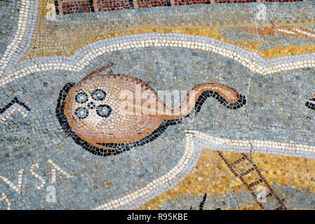 Detail der Römischen Fußbodenmosaik (c3 rd-c 4.) von elektrischen Ray oder Sting Ray Fisch auf mediterranen Meeresgrund aus der antiken römischen Stadt Ammaedara Haidra Tunesien Stockfoto