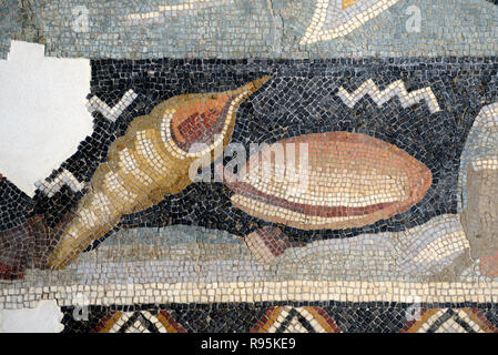 Detail der Römischen Fußbodenmosaik (c3 rd-c 4.) von Shell Fisch oder Muscheln auf mediterranen Meeresgrund aus der antiken römischen Stadt Ammaedara Haidra Tunesien Stockfoto