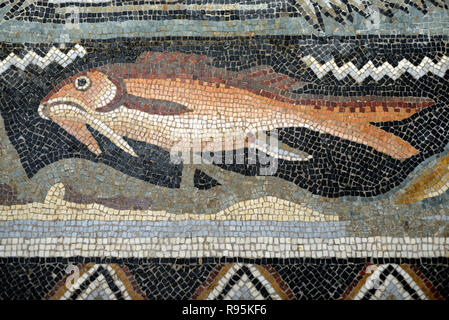 Detail der Römischen Fußbodenmosaik (c3 rd-c 4.) der Fische auf der mediterranen Meeresgrund aus der antiken römischen Stadt Ammaedara Haidra Tunesien Stockfoto