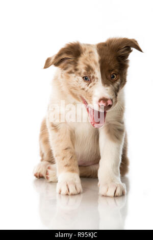 Border Collie Welpen auf weißem Hintergrund Stockfoto