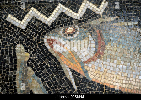Detail der Römischen Fußbodenmosaik (c3 rd-c 4.) der Fische auf der mediterranen Meeresgrund aus der antiken römischen Stadt Ammaedara Haidra Tunesien Stockfoto