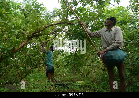 Schwimmender Markt, Barishal, Bangladesch Stockfoto
