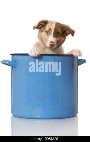 Border Collie Welpen sitzen in einem großen blauen Topf und Stockfoto
