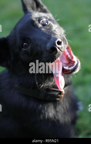 Glücklicher Hund mit einem grossen Lächeln Stockfoto
