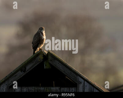 Wild Mäusebussard (Buteo buteo) mit einem alten hölzernen Scheune als Aussichtsturm am frühen Morgen Sonnenschein, Warwickshire Stockfoto