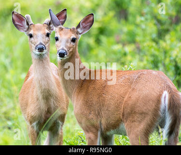 Twin Young Buck Weißwedelhirsche Stockfoto