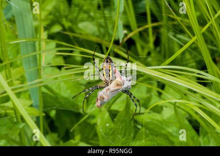 Vadnais Heights, Minnesota. Weibchen gebänderte Argiope, 'Argiope trifasciata 'mit Grasshopper in Seide eingewickelt später zu essen. Auch gebändert Gartenkreuzspinne genannt. Stockfoto