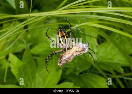 Vadnais Heights, Minnesota. Weibchen gebänderte Argiope, 'Argiope trifasciata 'mit Grasshopper in Seide eingewickelt später zu essen. Auch gebändert Gartenkreuzspinne genannt. Stockfoto