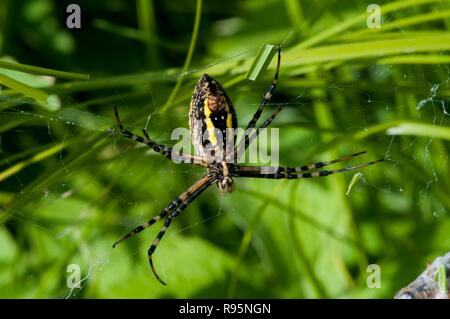 Vadnais Heights, Minnesota. Weibchen gebänderte Argiope, 'Argiope trifasciata' in Ihrem Netz. Auch gebändert Gartenkreuzspinne genannt. Stockfoto