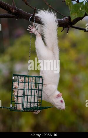 Vadnais Heights, Minnesota. Albino Eichhörnchen hängen von einem Baum essen Talg aus einem nierenfettzufuhr für Vögel. Östlichen Grauen Eichhörnchen - sciurus Carolinensis. Stockfoto