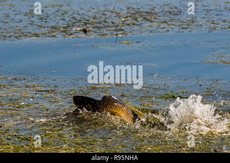 Vadnais Heights, Minnesota. Vadnais Lake Regional Park. Ein Karpfen kämpft für sein Leben mit etwas unter dem Wasser. Vielleicht ein snapping Turtle. Stockfoto