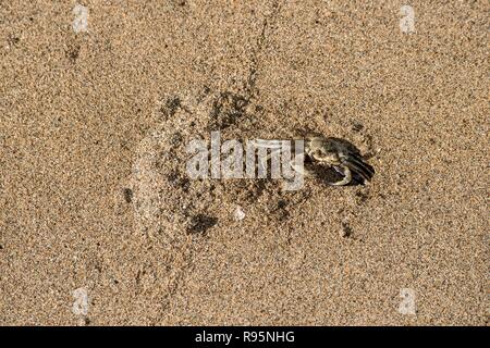 Maui, Hawaii. Ghost Crab, Ocypode pallidula, am Strand in Lahaina graben Graben. Stockfoto