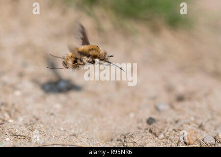 Grosser Wollschweber, Bombylius major, große Biene Fliege Stockfoto