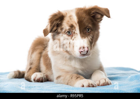 Border Collie Welpen auf weißem Hintergrund Stockfoto