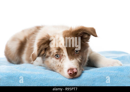 Border Collie Welpen auf weißem Hintergrund Stockfoto