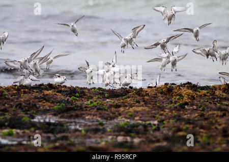 Herde von sanderlings der Landung auf den Felsen der portugiesischen Küste. Stockfoto