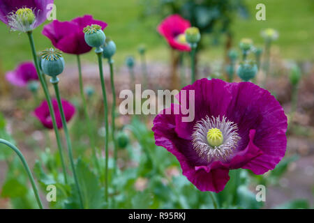 Schöne Veilchen Mohn Blüte in einem wildflower Garden Stockfoto