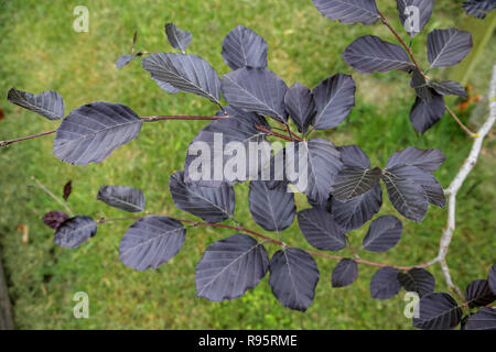 Nahaufnahme der Blätter auf einem jungen Copper Beech Tree Stockfoto