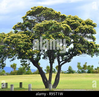 Gelbe pohutukawa Baum auf Petone Esplanade, Wellington, Blüte an Weihnachten Stockfoto