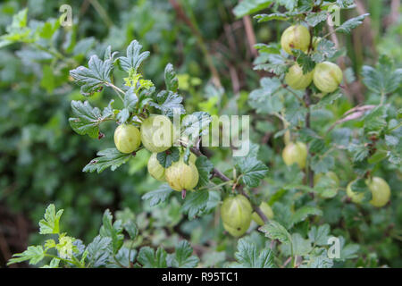 Organische unreife Stachelbeeren wächst in einem Obstgarten Stockfoto