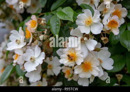 Hochzeitstag Kletterrose ist ein reicher Landwirt, Blüte in riesigen, duftenden Clustern Stockfoto