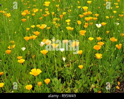 Mexikanische goldenen Mohn (Eschscholzia californica mexicana) wächst in einer gemischten Blumenwiese in einem Garten im Sommer Stockfoto