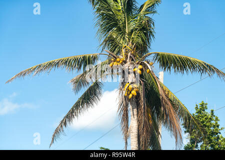 Nahaufnahme von vielen bunten orange gelb hell Palmenblättern, grün, nicht gereift Kokosnüsse, coconut Obst, Äste isoliert gegen den blauen Himmel in Miami, Stockfoto