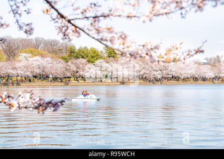 Washington DC, USA - April 5, 2018: Asiatische Chinesische Touristen, Leute, Paar, Tretboot am Tidal Basin Wasser, Blick auf die FDR Memorial, Kirschblüte Stockfoto