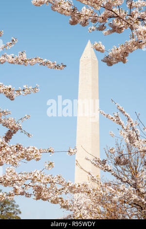 Framing vertikale Ansicht auf dem George Washington Monument durch Cherry Blossom sakura Zweige, Blumen isoliert gegen den blauen Himmel im Frühjahr, springti Stockfoto