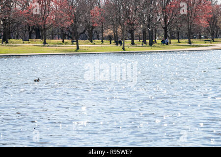 Leute, Wandern auf der National Mall, Verfassung, Garten, Teich, Wasser, Kirschblüte, sakura Bäumen, mit Blick auf den nördlichen Virginia Skyline von Arlington in s Stockfoto