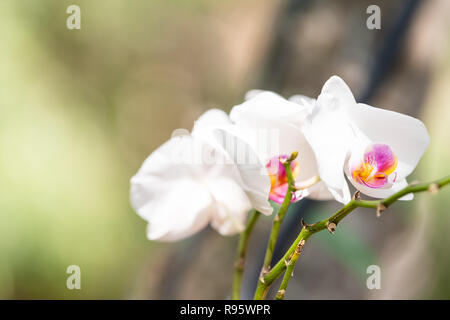 Weiß, rosa, rot, lila Orchidee Blumen, orchid flower Grün draussen, Garten in Key West, Florida, tropische Pflanze, grün Verschwommene, unscharfe Bo Stockfoto