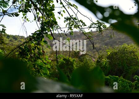 El Yunque Puerto Rico anzeigen Stockfoto