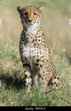 Alert Südosten afrikanischen Geparden (Acinonyx jubatus jubatus) in Botswana. Sie sind verwundbar angesehen. Stockfoto