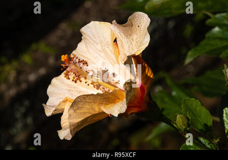 Nahaufnahme von Hibiskus Blume mit großen Kolben aus dem malvaceous Familie tropische Pflanze; Florianópolis, Insel Santa Catarina. Brasilien Stockfoto