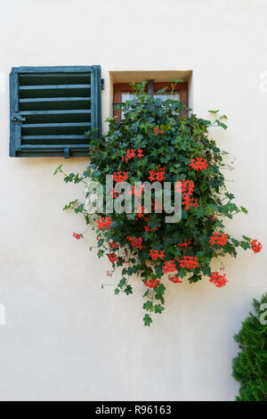 Fenster dekoriert mit roten Geranien in Monteriggioni. Toskana, Italien Stockfoto